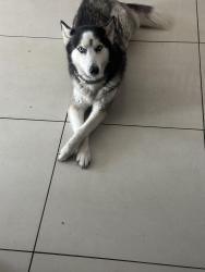 Lost Female Dog last seen Nw 15th ave and 15th pl, Fort Lauderdale, FL 33311