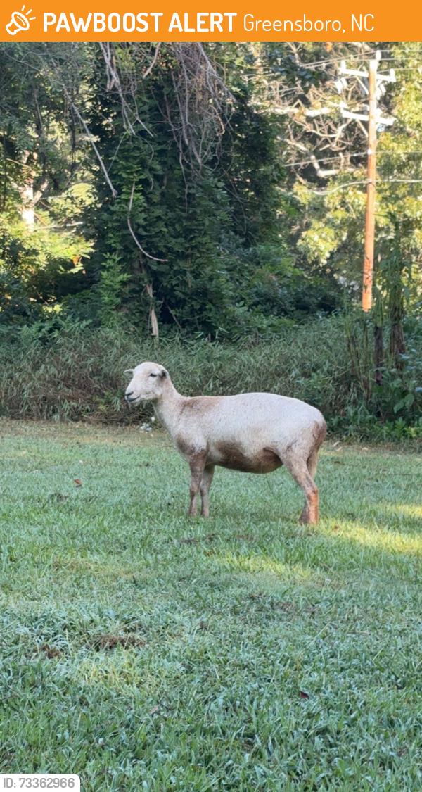 Found/Stray Unknown Other last seen Nc-62 and Coltrane Mill rd, Greensboro, NC 27406