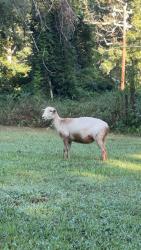 Found/Stray Unknown Other last seen Nc-62 and Coltrane Mill rd, Greensboro, NC 27406