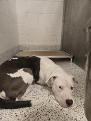 Shelter Stray Male Dog last seen Near plantation dr, East Point, GA, 1251 Fulton Industrial Blvd NW, Atlanta, GA 30336, USA