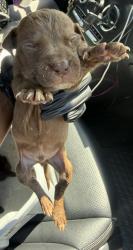 Shelter Stray Male Dog last seen Near Britt Rd, 30084, GA, 3280 Chamblee Dunwoody Rd, Chamblee, GA 30341, USA