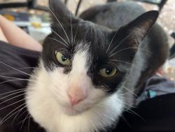 Lost Male Cat last seen Village way and snake hill road, Burrillville, RI 02826