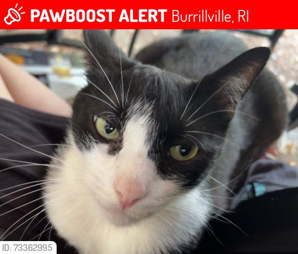 Lost Male Cat last seen Village way and snake hill road, Burrillville, RI 02826