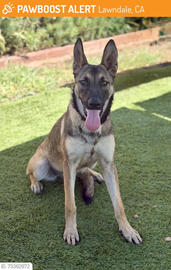 Found/Stray Female Dog last seen Near 153rd Pl, Lawndale, CA 90260