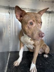 Shelter Stray Male Dog last seen 2500-Blk Louis Henna Blvd, City of Round Rock, TX, 1855 SE Inner Loop, Georgetown, TX 78626, USA