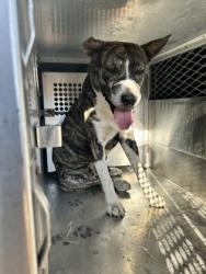Shelter Stray Male Dog last seen Near E Ropy St, South District, TX, 355 Hillshire Dr, Haslet, TX 76052, USA