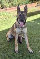 Found/Stray Female Dog last seen Near 153rd Pl, Lawndale, CA 90260