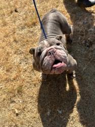 Shelter Stray Female Dog last seen Near Trident ct, North District,, 355 Hillshire Dr, Haslet, TX 76052, USA