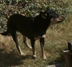 Shelter Stray Female Dog last seen Near CLINTON AVE APT 105, North District, TX, 355 Hillshire Dr, Haslet, TX 76052, USA