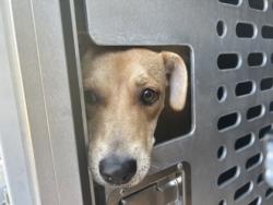 Shelter Stray Female Dog last seen Near CLINTON AVE APT 105, North District, TX, 355 Hillshire Dr, Haslet, TX 76052, USA
