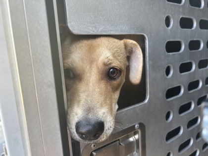 Shelter Stray Female Dog last seen Near CLINTON AVE APT 105, North District, TX, 355 Hillshire Dr, Haslet, TX 76052, USA