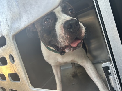 Shelter Stray Male Dog last seen Near CLINTON AVE APT 105, North District, TX, 355 Hillshire Dr, Haslet, TX 76052, USA
