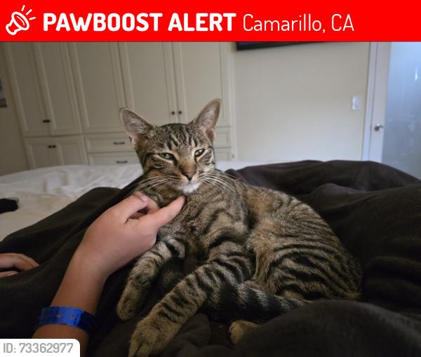 Lost Male Cat last seen Aileen and Rosewood, Camarillo, CA 93010