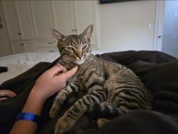 Lost Male Cat last seen Aileen and Rosewood, Camarillo, CA 93010