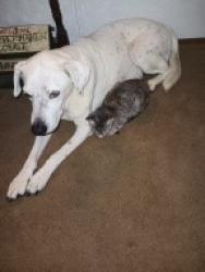 Reunited Female Dog last seen Millstone drive and Slot Road, Navasota, TX 77868