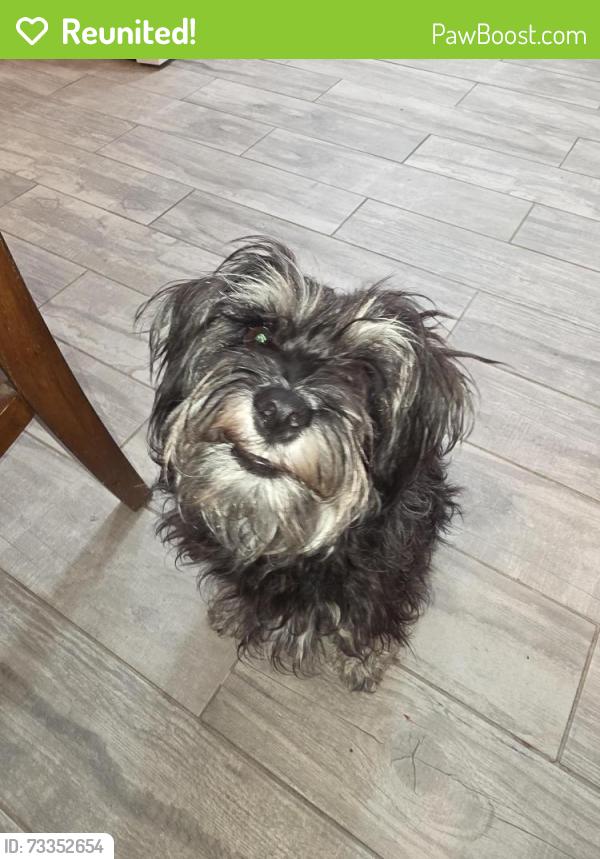 Reunited Female Dog last seen 63rd ave and w mountain view rd, Glendale, AZ 85302