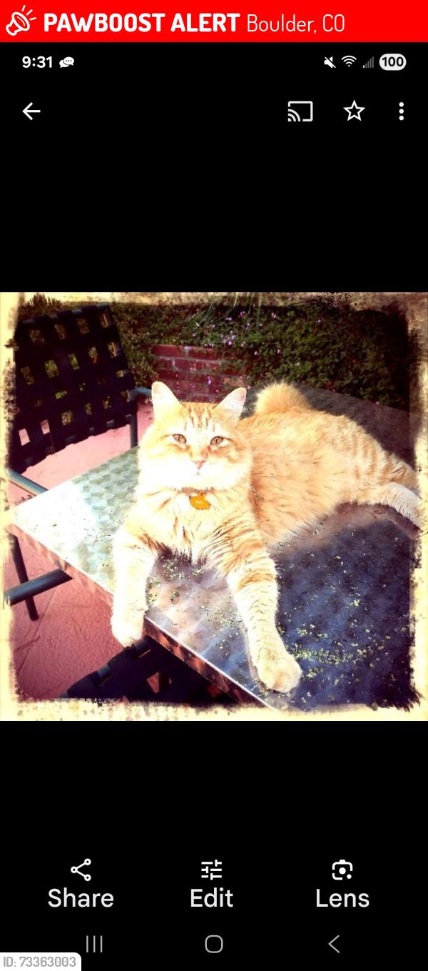 Lost Male Cat last seen 5th and Maxwell, Boulder, CO 80304