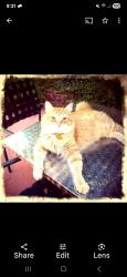 Lost Male Cat last seen 5th and Maxwell, Boulder, CO 80304