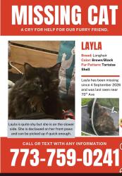 Lost Female Cat last seen 75th ave elmwood park, Elmwood Park, IL 60707