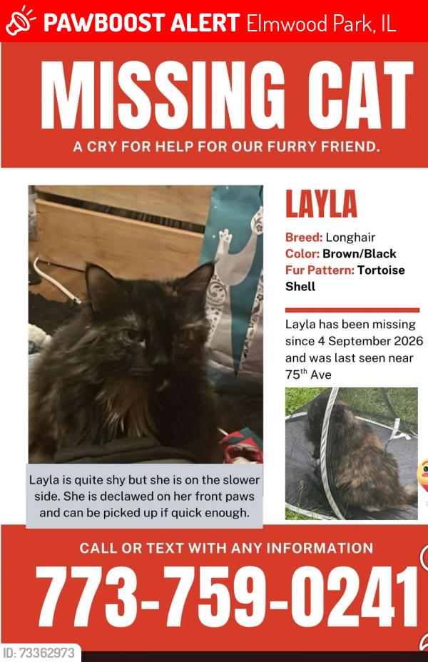 Lost Female Cat last seen 75th ave elmwood park, Elmwood Park, IL 60707