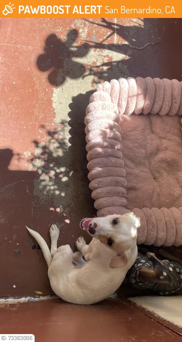 Found/Stray Female Dog last seen Running around apmts, San Bernardino, CA 92405