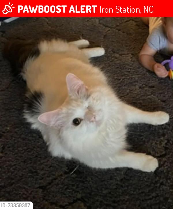 Lost Male Cat last seen Spring Creek & Old Plank, Iron Station, NC 28080