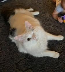 Lost Male Cat last seen Spring Creek & Old Plank, Iron Station, NC 28080