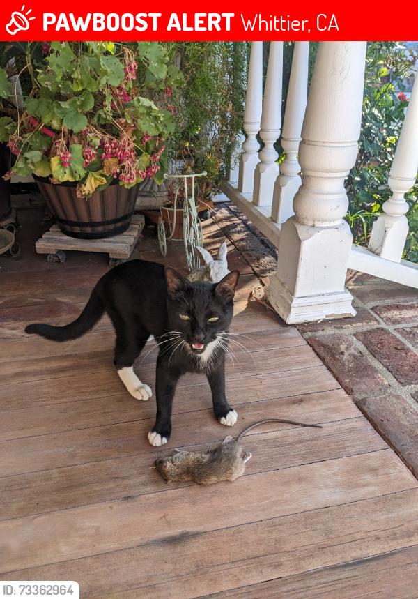 Lost Male Cat last seen Mar Vista and Michigan, Whittier, CA 90602