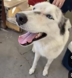 Found/Stray Female Dog last seen Valley blvd and Cavanagh Rd, Los Angeles, CA 90032