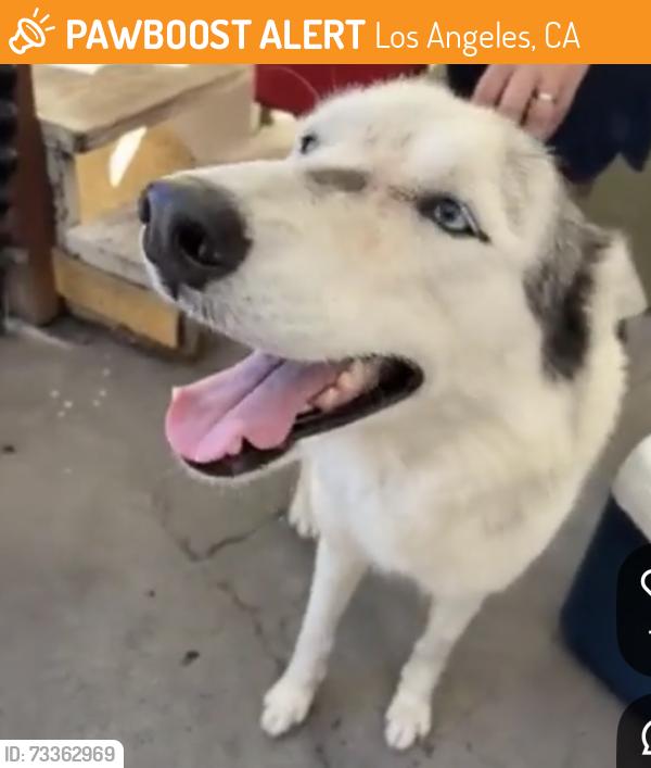 Found/Stray Female Dog last seen Valley blvd and Cavanagh Rd, Los Angeles, CA 90032