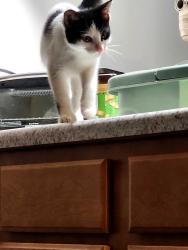 Found/Stray Male Cat last seen 11th and Madison Gary IN, Gary, IN 46407