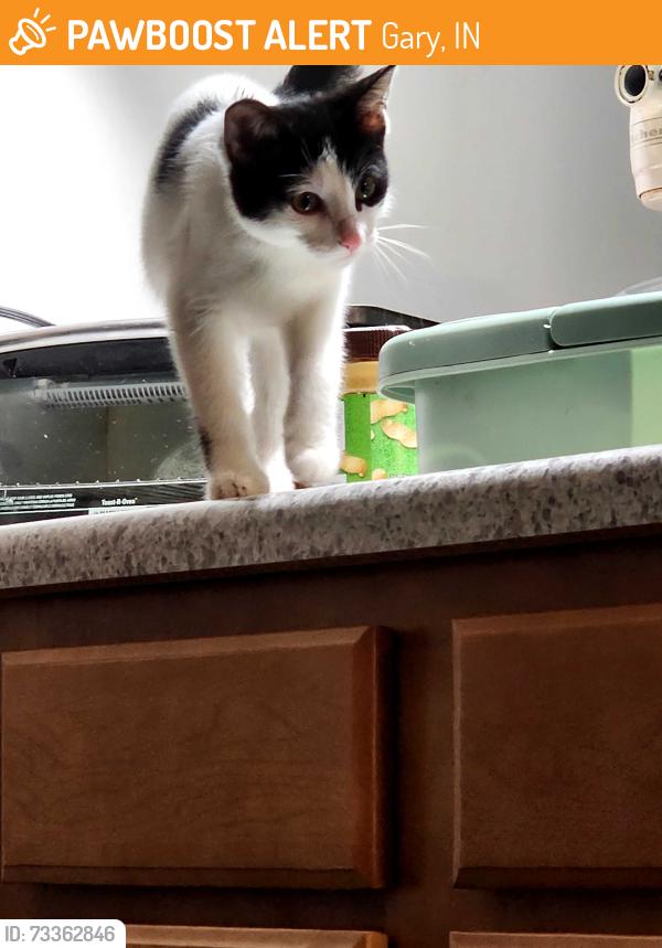 Found/Stray Male Cat last seen 11th and Madison Gary IN, Gary, IN 46407