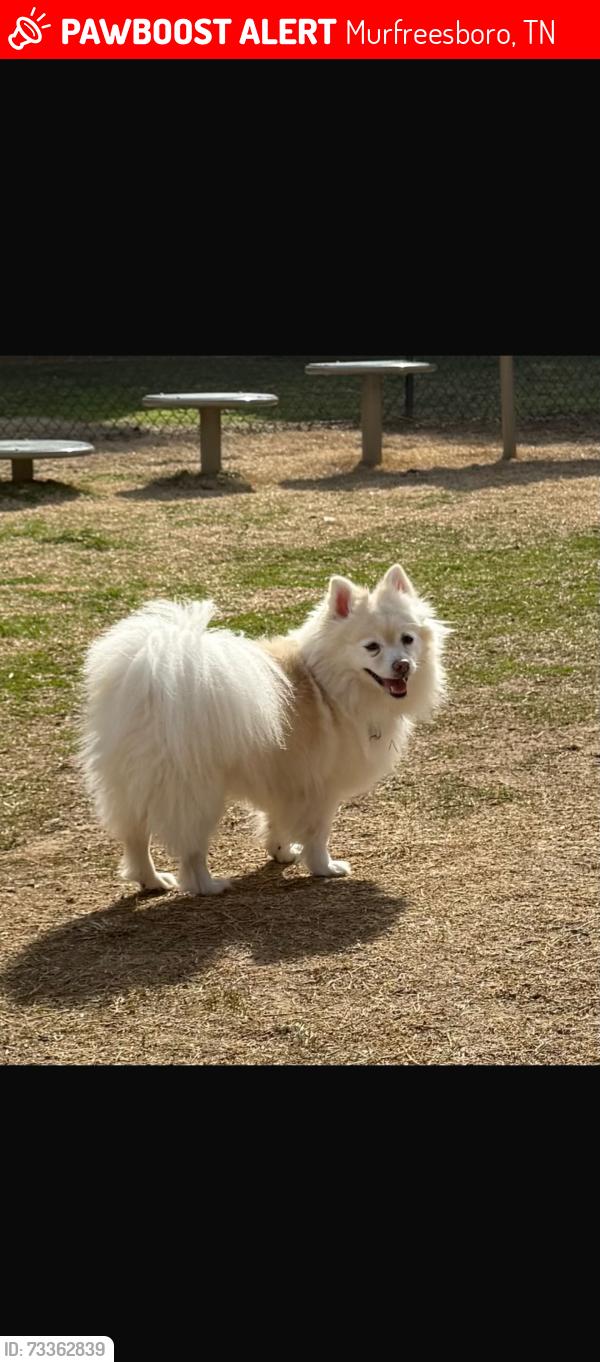 Lost Female Dog last seen Near hacienda ct Murfreesboro, Murfreesboro, TN 37128