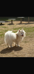 Lost Female Dog last seen Near hacienda ct Murfreesboro, Murfreesboro, TN 37128