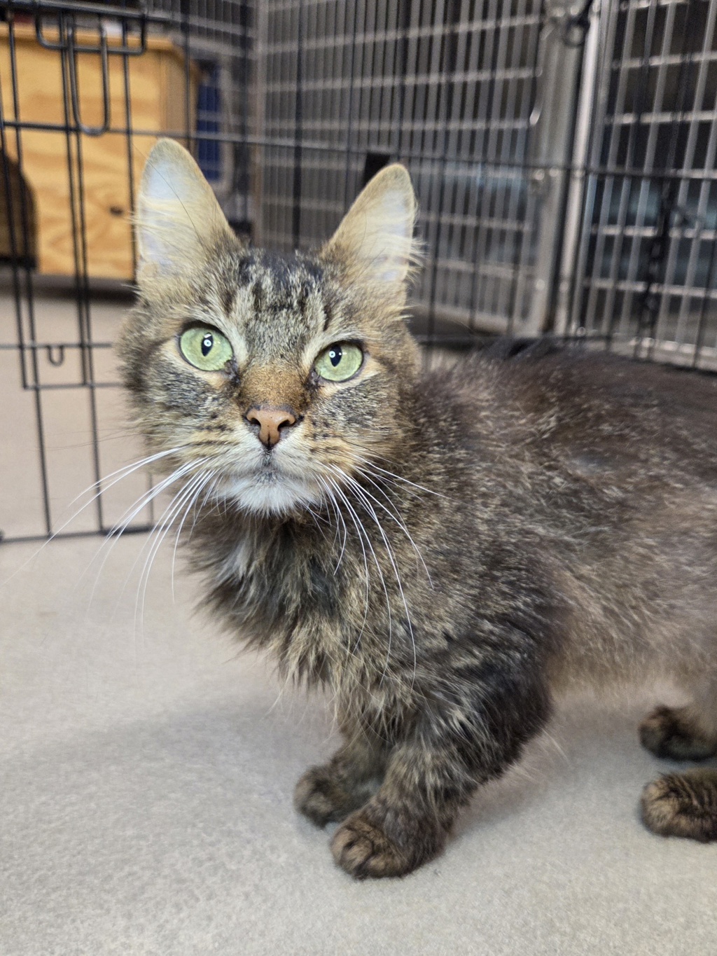 Shelter Stray Female Cat last seen Cornell Court, GLEN BURNIE, MD, 21061, 411 Maxwell Frye Rd, Millersville, MD 21108, USA