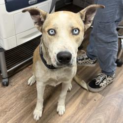 Shelter Stray Female Dog last seen Near Newton Avenue, San Diego, CA, 92114, 5500 Gaines St, San Diego, CA 92110, USA
