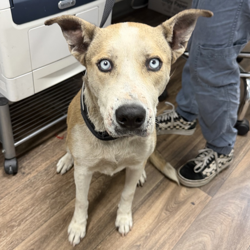 Shelter Stray Female Dog last seen Near Newton Avenue, San Diego, CA, 92114, 5500 Gaines St, San Diego, CA 92110, USA