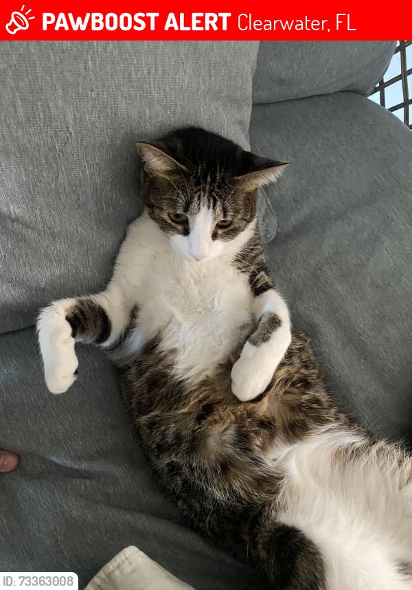 Lost Male Cat last seen S Fort Harrison Avenue Clearwater Florida, Clearwater, FL 33756