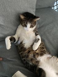 Lost Male Cat last seen S Fort Harrison Avenue Clearwater Florida, Clearwater, FL 33756