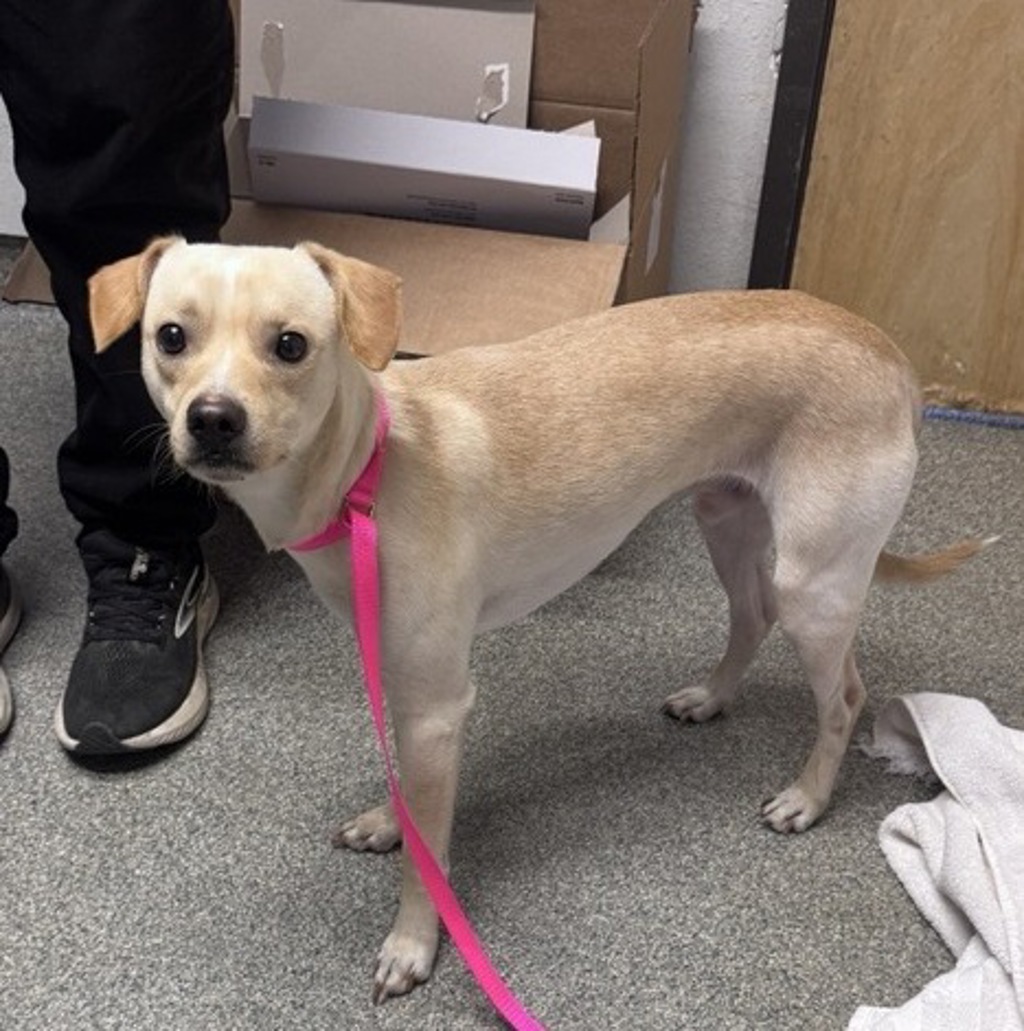 Shelter Stray Male Dog last seen E Grand Avenue, Escondido, CA, 92025, Escondido, CA 92027, USA