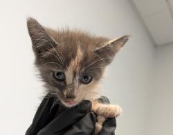 Shelter Stray Female Cat last seen Near Emerald Avenue, El Cajon, CA, 92020, 5500 Gaines St, San Diego, CA 92110, USA