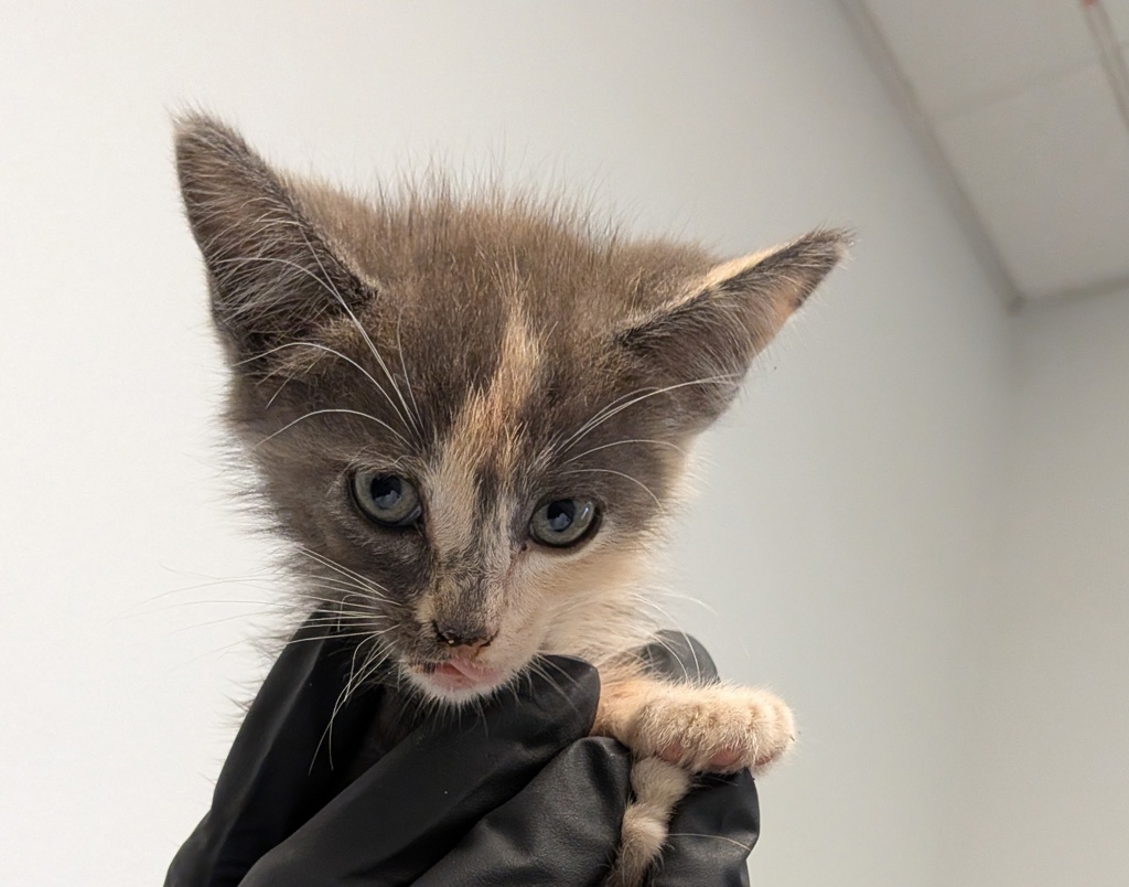 Shelter Stray Female Cat last seen Near Emerald Avenue, El Cajon, CA, 92020, 5500 Gaines St, San Diego, CA 92110, USA