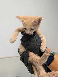 Shelter Stray Female Cat last seen Near Emerald Avenue, El Cajon, CA, 92020, 5500 Gaines St, San Diego, CA 92110, USA