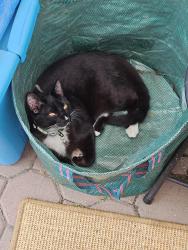 Lost Male Cat last seen Tuolumne St. and Mitchell Ct. and River View, Vallejo, CA 94589