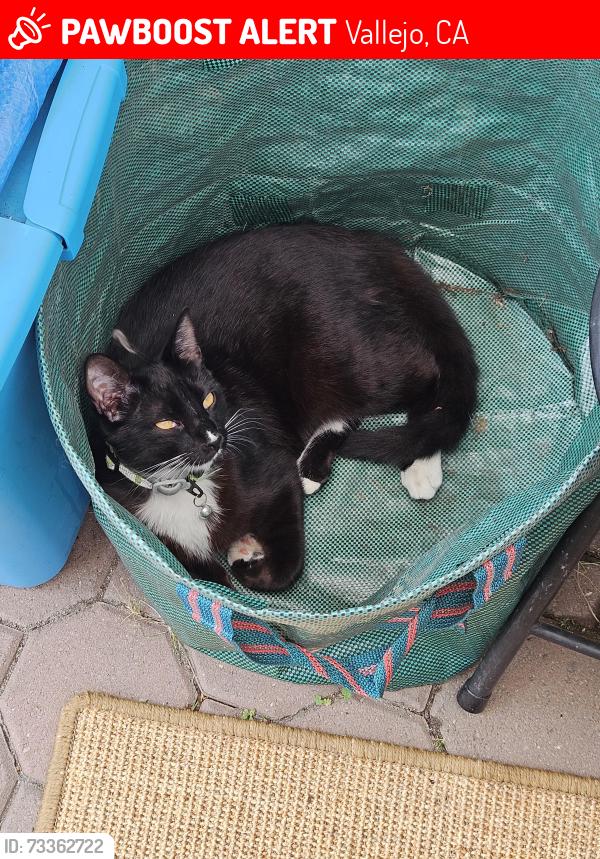 Lost Male Cat last seen Tuolumne St. and Mitchell Ct. and River View, Vallejo, CA 94589