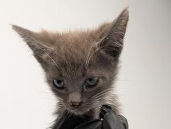 Shelter Stray Male Cat last seen Near Emerald Avenue, El Cajon, CA, 92020, 5500 Gaines St, San Diego, CA 92110, USA