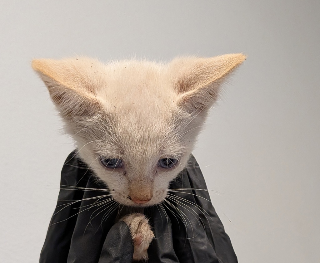 Shelter Stray Male Cat last seen Near Emerald Avenue, El Cajon, CA, 92020, 5500 Gaines St, San Diego, CA 92110, USA