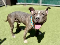 Shelter Stray Male Dog last seen Near W 35th Street, NEW YORK, NY, 10001, 326 E 110th St, New York, NY 10029, USA
