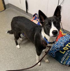 Shelter Stray Female Dog last seen Nordahl Road, Escondido, CA, 92029, Escondido, CA 92027, USA