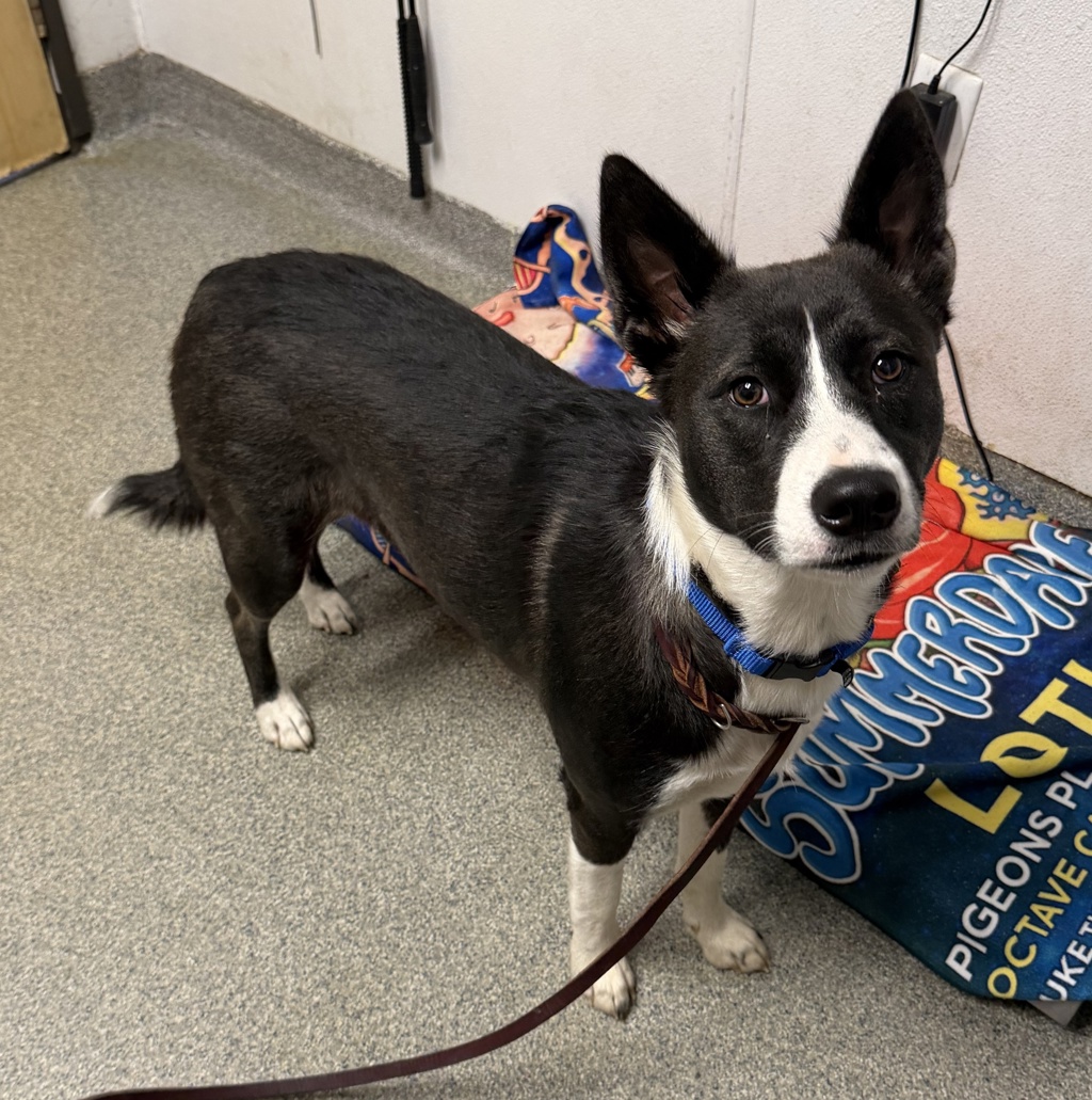 Shelter Stray Female Dog last seen Nordahl Road, Escondido, CA, 92029, Escondido, CA 92027, USA